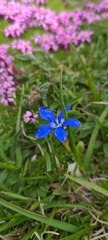 Gentiana verna