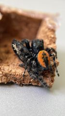 Phidippus borealis