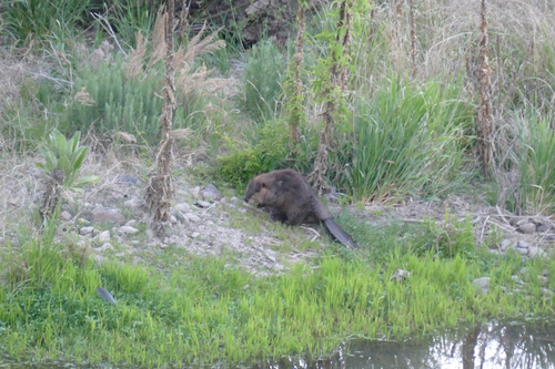 GWT - 053 - Meadows Trail
