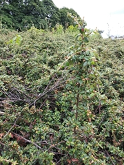 Cotoneaster buxifolius