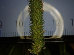 Phleum bertolonii