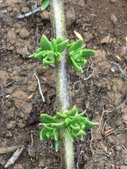 Coprosma ernodeoides