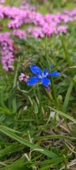 Gentiana verna
