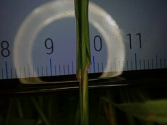 Phleum bertolonii