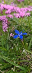 Gentiana verna
