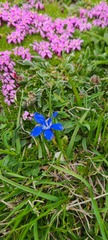 Gentiana verna
