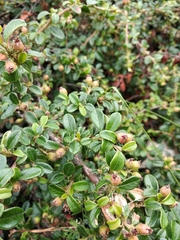Cotoneaster buxifolius