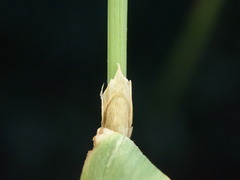 Phleum bertolonii
