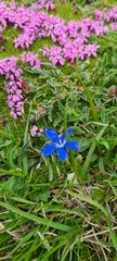 Gentiana verna