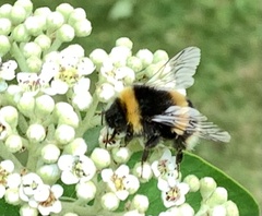 Bombus terrestris