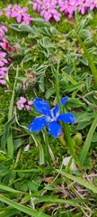Gentiana verna