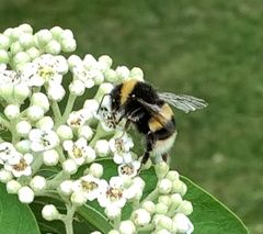 Bombus terrestris
