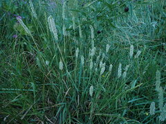 Phleum bertolonii