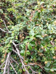 Cotoneaster buxifolius