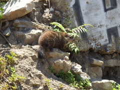Marmota monax