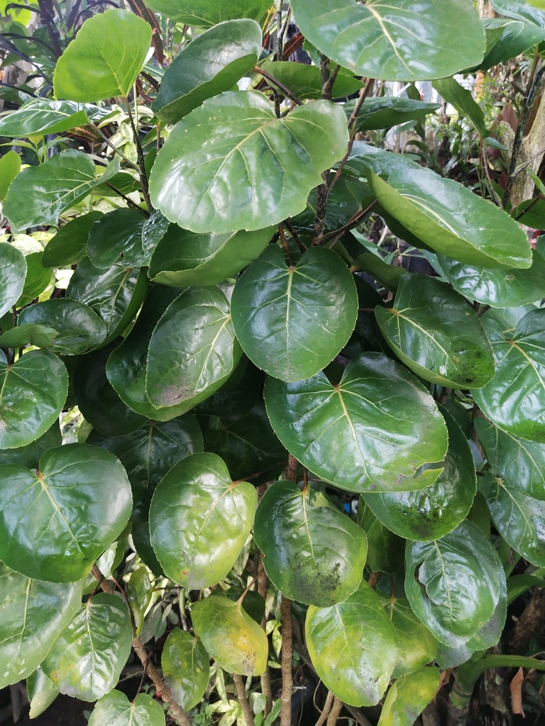 Polyscias scutellaria, San Jose (Pob.), Montevista, Compostela Valley, Philippines