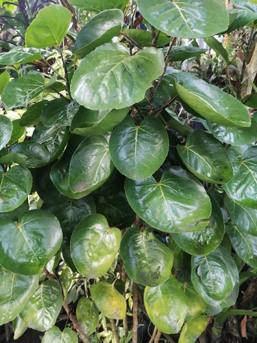 Polyscias scutellaria