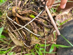 Sobraliinae