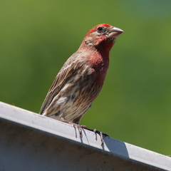 Haemorhous mexicanus