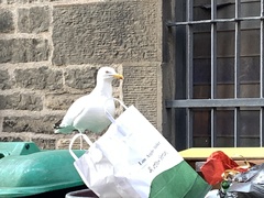 Larus argentatus