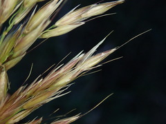 Arrhenatherum elatius