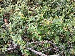 Cotoneaster buxifolius