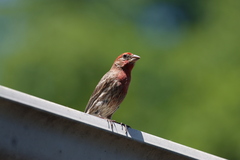 Haemorhous mexicanus