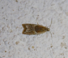 Ancylis obtusana