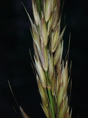 Arrhenatherum elatius