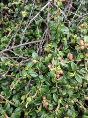 Cotoneaster buxifolius