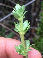 Coprosma ernodeoides