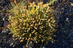Hypericum olympicum