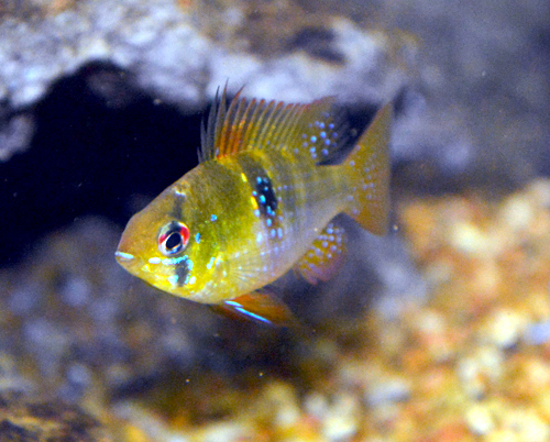 Ramirezi (cichlidé nain) (Mikrogeophagus ramirezi)