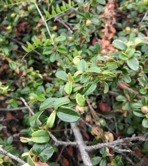 Cotoneaster buxifolius