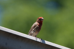 Haemorhous mexicanus