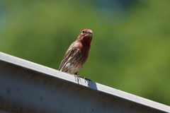 Haemorhous mexicanus