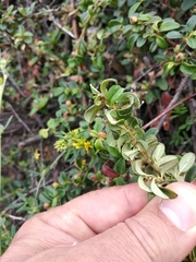 Cotoneaster buxifolius
