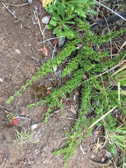 Coprosma ernodeoides