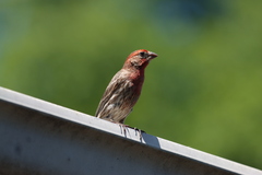 Haemorhous mexicanus