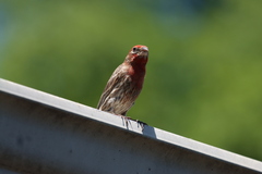 Haemorhous mexicanus