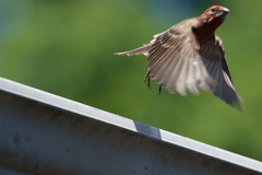 Haemorhous mexicanus