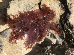 Halymenia