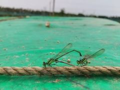 Caconeura ramburi