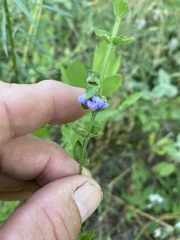 Scutellaria parvula
