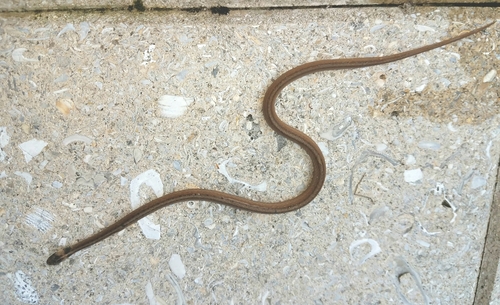 Storeria victa