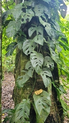 Monstera acuminata