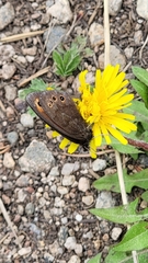Erebia epipsodea