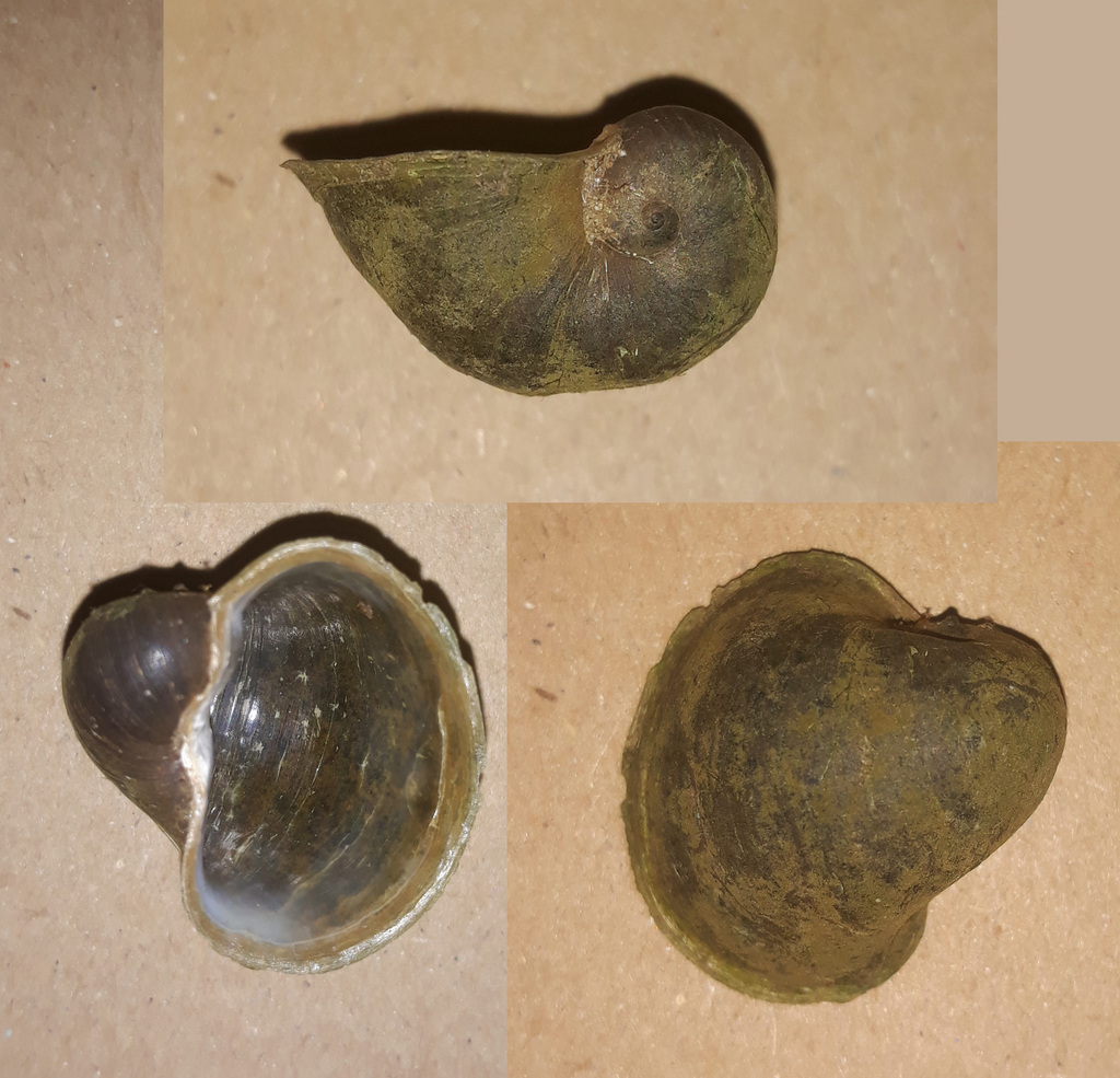 Ampullaceana ampla