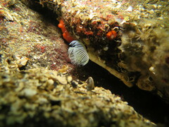 Protula pacifica