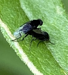 Metopininae